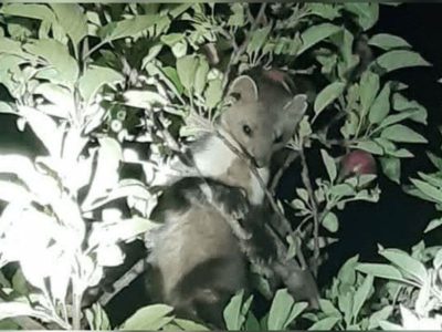 مشاهده گونه سمور سنگی در محدوده تنگ خرسی شهرستان سمیرم