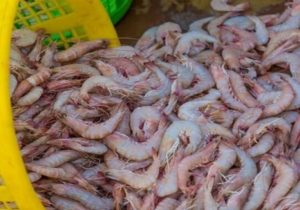 دستگیری گروه صیادان غیرمجاز شاه‌میگو در محدوده سد خمیران تیران و کرون