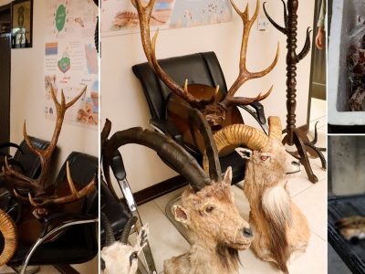 کشف تاکسیدرمی‌های غیرمجاز حیات‌وحش و سلاح شکاری در بازرسی از منازل شکارچیان سابقه‌دار اصفهان