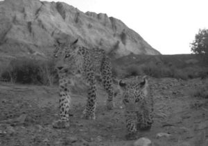 ثبت حضور سه پلنگ ایرانی در پناهگاه حیات وحش عباس آباد