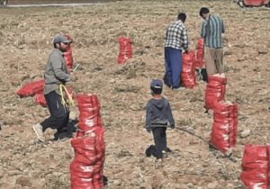 برداشت سالیانه ۵۰ هزار تن سیب‌زمینی از مزارع چادگان