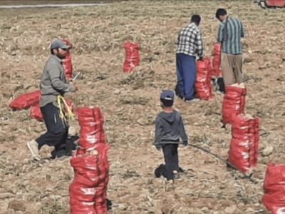 برداشت سالیانه ۵۰ هزار تن سیب‌زمینی از مزارع چادگان