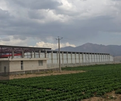 فریدن، قطب تولید سیب‌زمینی اصفهان