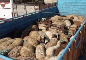 توقیف کامیون حامل احشام قاچاق