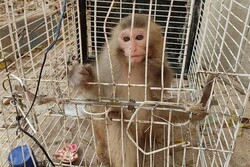 کشف میمون قاچاق از مخفیگاه مواد فروش