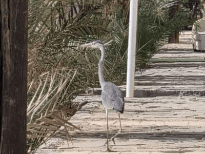 آغاز مهاجرت پاییزی پرندگان به پناهگاه حیات‌وحش عباس‌آباد نایین