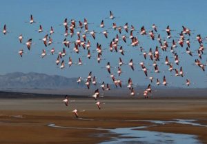 مهاجرت پرندگان در مسیر اصفهان