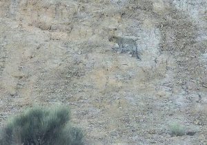 مشاهده و ثبت حضور پلنگ ایرانی در ارتفاعات شهرستان خور و بیابانک