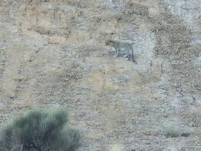 مشاهده و ثبت حضور پلنگ ایرانی در ارتفاعات شهرستان خور و بیابانک