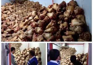 توقیف بیش از ۱۳ تن کله پاچه و آلایش خوراکی دامی فاقد هویت در شهرستان اصفهان