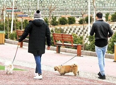 اجرای طرح «ساماندهی سگگردانی» با هدف حفظ سلامت عمومی شهروندان در اصفهان