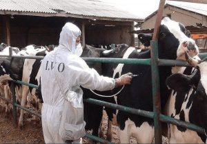 نشست اضطراری برای کنترل بیماری تب برفکی در اصفهان