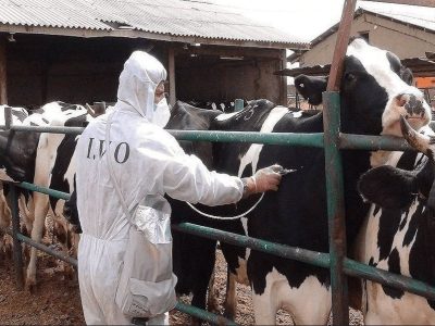 نشست اضطراری برای کنترل بیماری تب برفکی در اصفهان