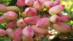 هزار تن پسته تر از باغ‌های آران و بیدگل برداشت شد