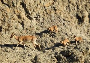 اصفهان سرشماری حیات وحش را با پهپاد در کلاه‌قاضی اجرا کرد