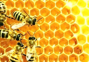 تولید بیش از ۲۶۰ تن عسل در گلپایگان