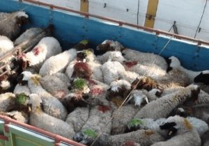 توقیف کامیون حامل احشام قاچاق