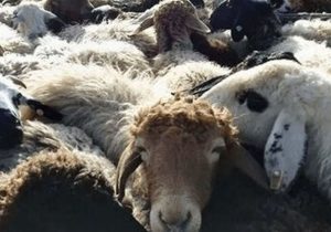 توقیف کامیون با احشام ۲۰ میلیاردی قاچاق