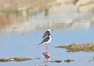 صدور مجوز شکار پرندگان به دلیل آنفلوآنزا ممنوع شد