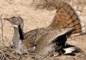 یک قطعه هوبره کمیاب از تصادف نجات پیدا کرد