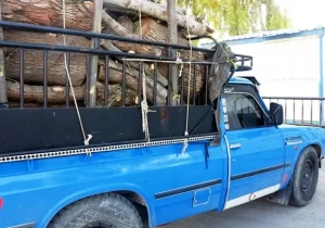 دستگیری عاملان قطع غیر مجاز درختان چنار