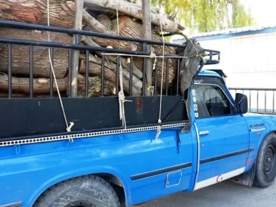 دستگیری عاملان قطع غیر مجاز درختان چنار