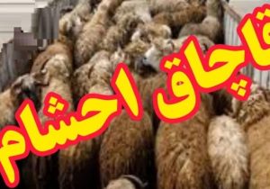 توقیف کامیون حامل احشام ۳۰ میلیاردی قاچاق