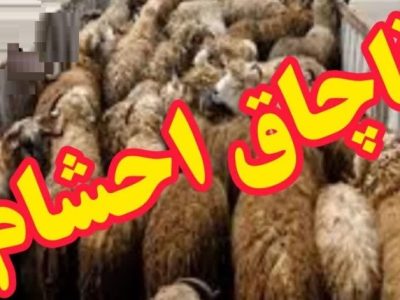 توقیف کامیون حامل احشام ۳۰ میلیاردی قاچاق