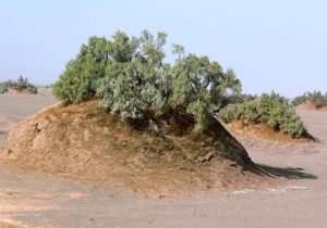 نبکاهای آب شیرین کاشان به ثبت ملی رسید